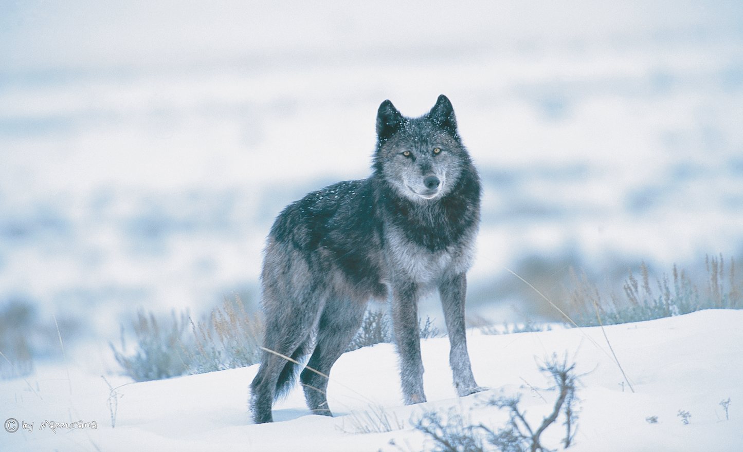 Wolfs-Flagge,Tierflaggen,Tierzüchter-Flaggen,Zoo