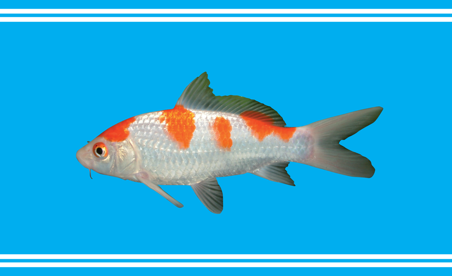 Koi Flagge, Fisch Flagge