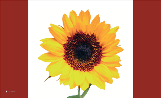 Sonnenblumen-Flagge, Blumenfahne, Floristenfahnen, Gärtnerflaggen, Gärtnerfahnen