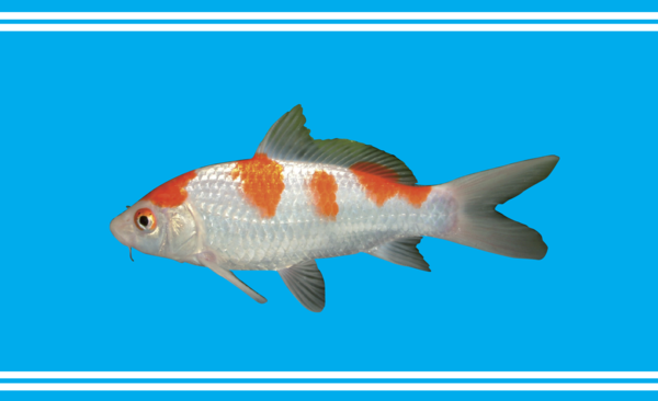 Koi Flagge, Fisch Flagge