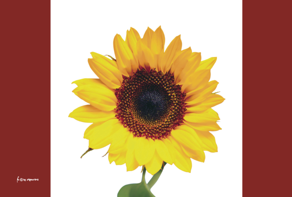 Sonnenblumen-Flagge, Blumenfahne, Floristenfahnen, Gärtnerflaggen, Gärtnerfahnen